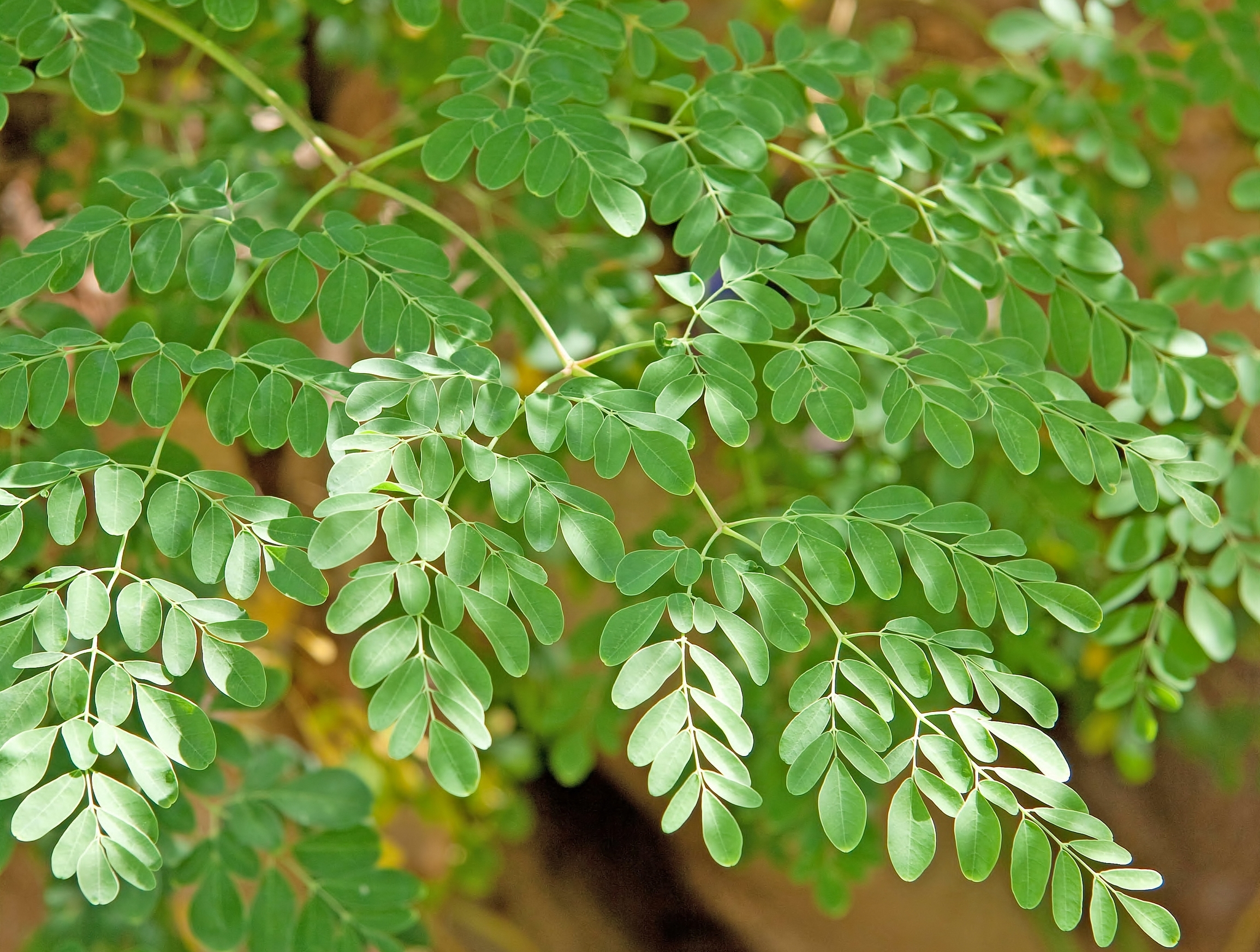 moringa tree